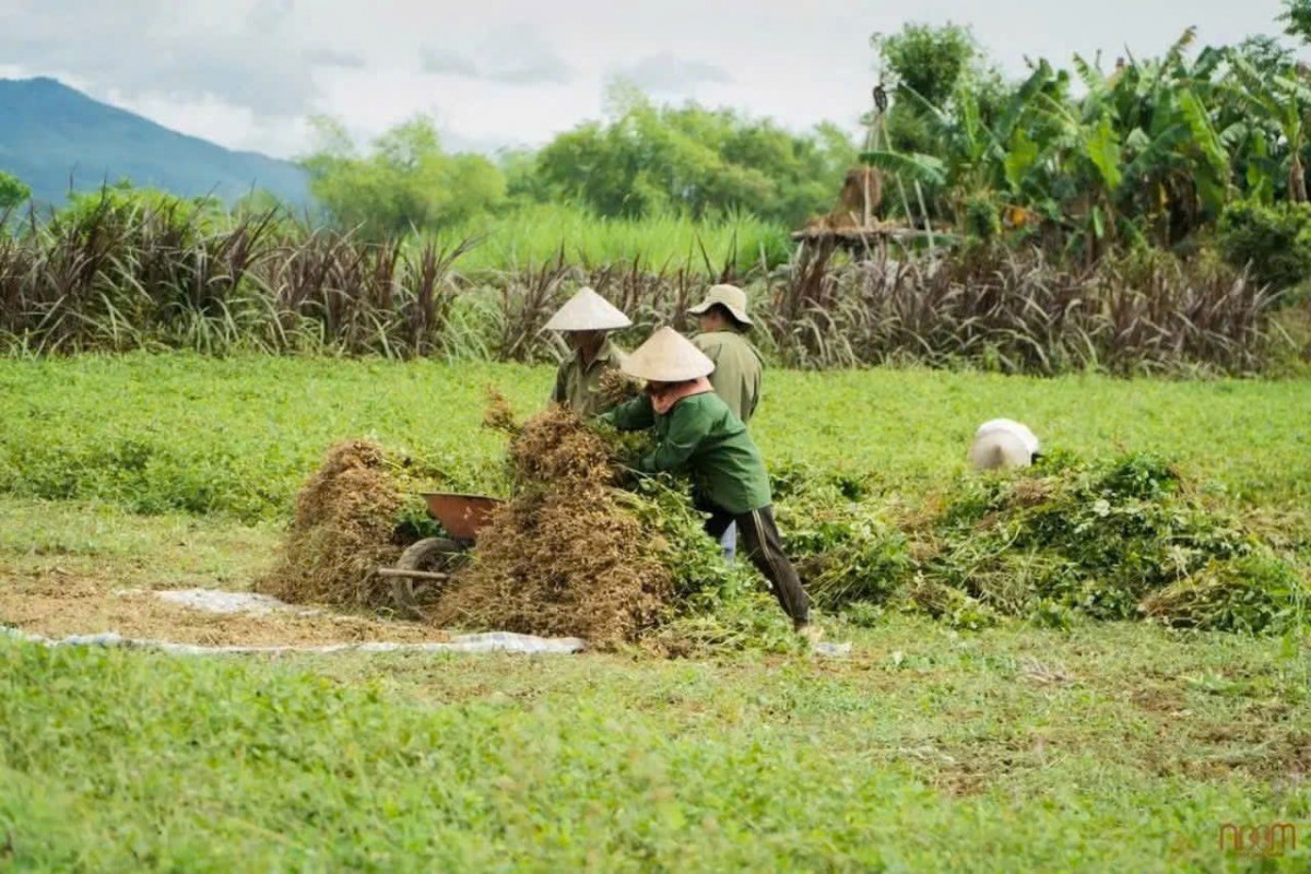 Mô hình hữu cơ Xuân Nam: Hướng đi bền vững cho nông nghiệp Đà Nẵng