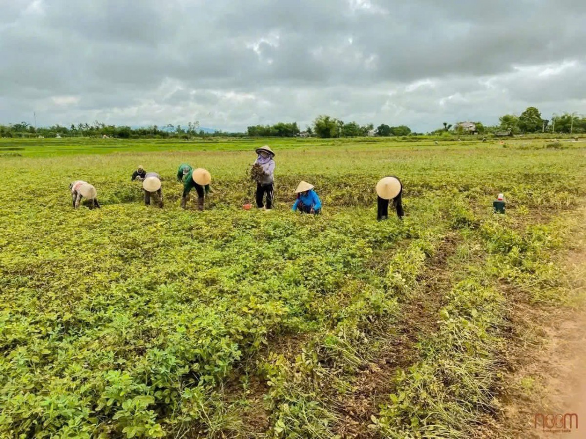 Mô hình hữu cơ Xuân Nam: Hướng đi bền vững cho nông nghiệp Đà Nẵng