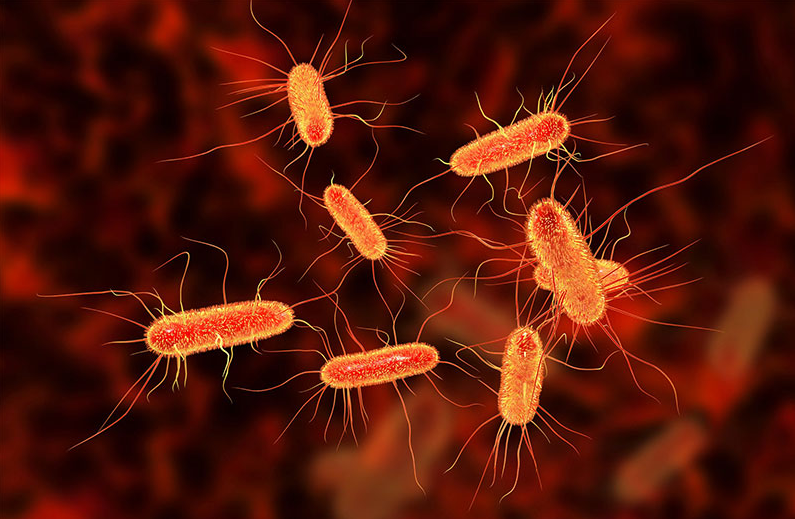 Chất thải chăn nuôi lan vi khuẩn kháng kháng sinh vào nông sản, gia tăng rủi ro an toàn thực phẩm