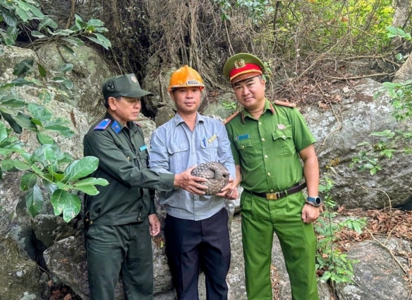 Cứu hộ kịp thời cá thể Tê Tê dạt vào bờ biển Cù Lao Chàm
