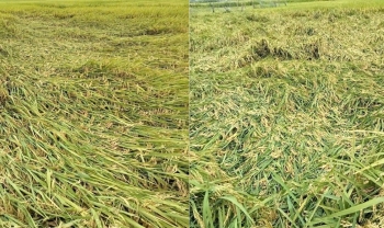 Nghệ An: Dông, lốc, mưa đá khiến 750 nhà bị ảnh hưởng, hơn 3.200ha lúa, hoa màu thiệt hại