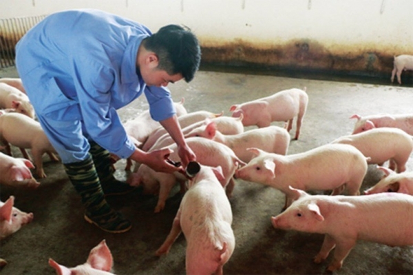 Hải Phòng: Chủ động ngăn chặn và ứng phó nguy cơ dịch bệnh lở mồm long móng serotype SAT1