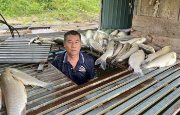 Tìm nguyên nhân khiến hơn 8,6 tấn cá lồng chết bất thường trên sông Lam