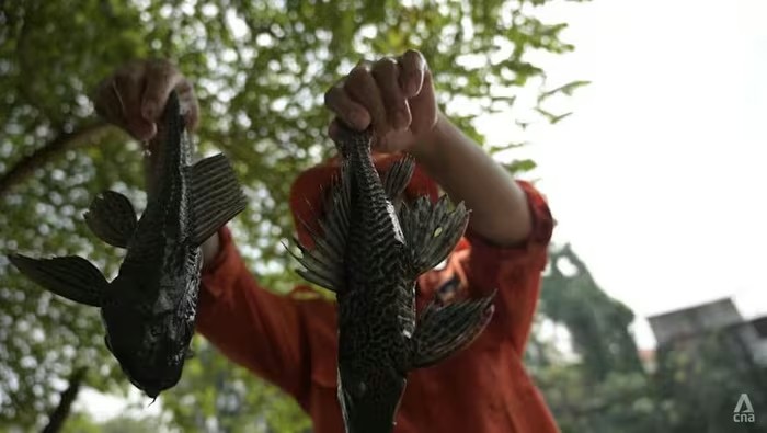 Cá lau kính “xâm lấn” Đông Nam Á: Từ thú chơi cá cảnh đến hiểm họa sinh thái
