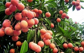 Bắc Ninh đẩy mạnh xúc tiến tiêu thụ vải thiều, nông sản chủ lực và sản phẩm OCOP năm 2026