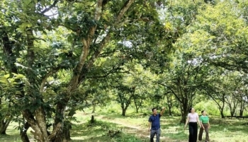 Phát triển sản xuất nông nghiệp hàng hóa gắn với cây trồng đặc sản địa phương