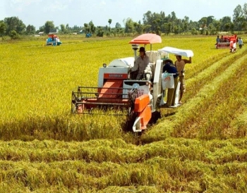 Hải Phòng: Đẩy nhanh thu hoạch lúa Hè thu, chủ động kiến tạo quỹ đất cho khung thời vụ đông