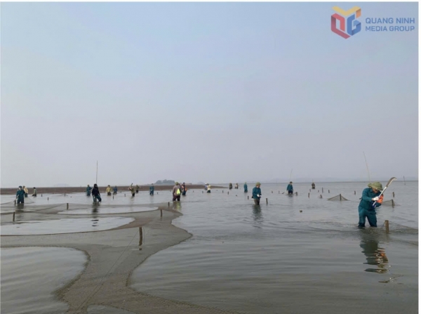 Quảng Ninh: Quản lý chặt chẽ bãi triều, mặt nước nuôi trồng thủy sản