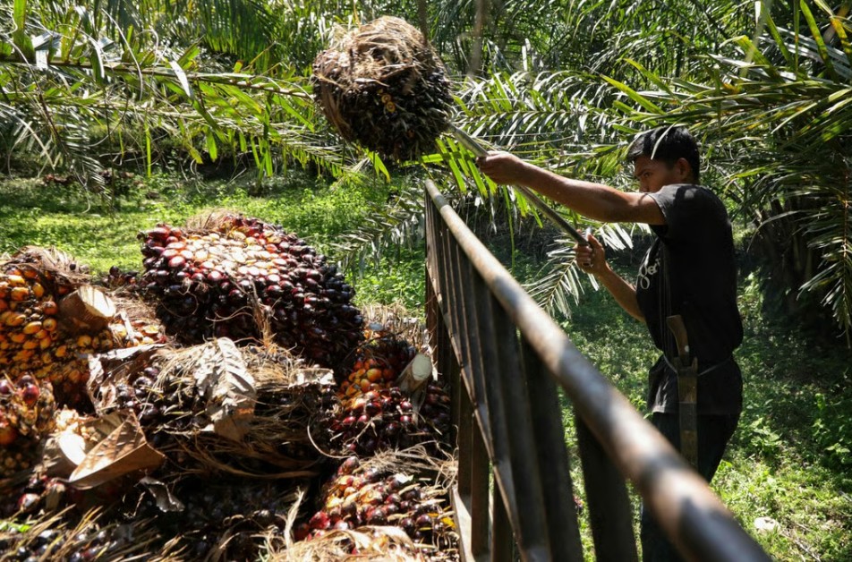 Indonesia siết kiểm soát xuất khẩu dầu cọ, dấy lên lo ngại cho ngành nông nghiệp toàn cầu
