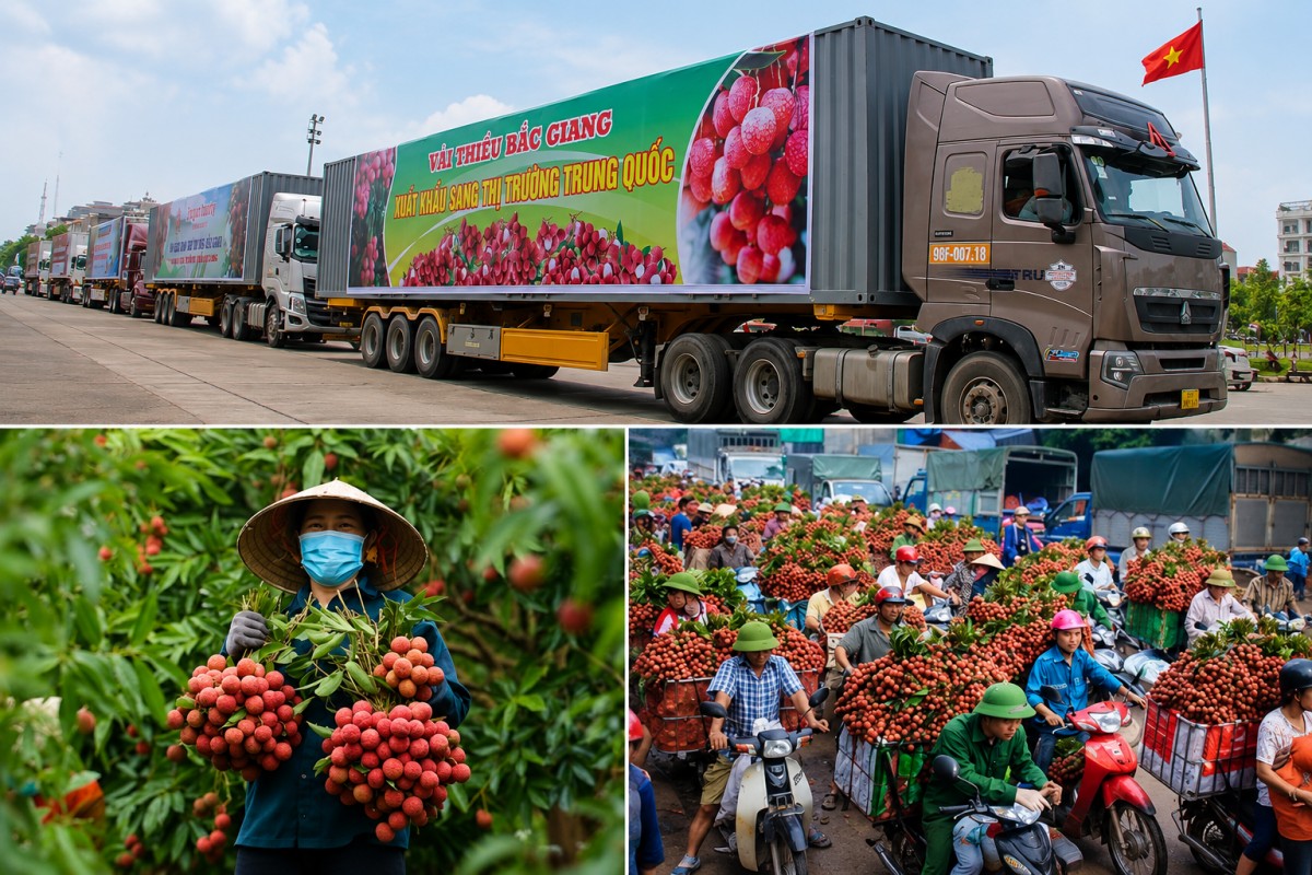 Bộ Công Thương vào cuộc hỗ trợ tiêu thụ, xuất khẩu quả vải niên vụ 2026