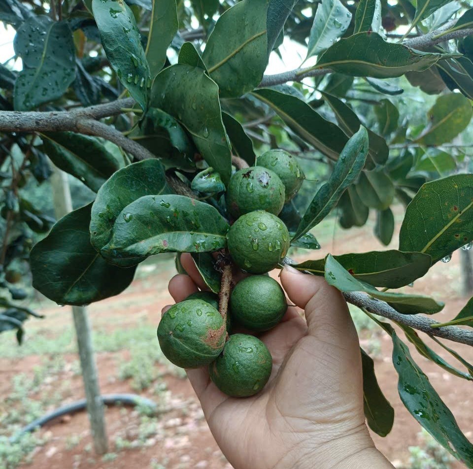 Lâm Đồng nâng cao chất lượng sản xuất mắc ca