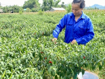 Trồng ớt hữu cơ - Hướng đi hiệu quả nâng cao thu nhập cho người dân
