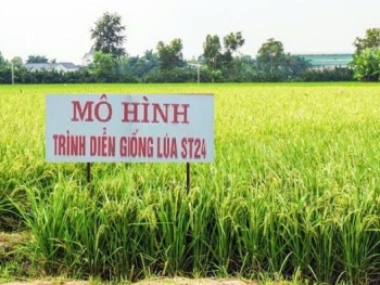 Đẩy mạnh chuyển giao kỹ thuật, xây dựng mô hình thâm canh lúa ST24 nâng cao hiệu quả sản xuất