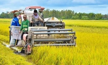 Nông nghiệp 5 tháng đầu năm 2026 duy trì tăng trưởng ổn định