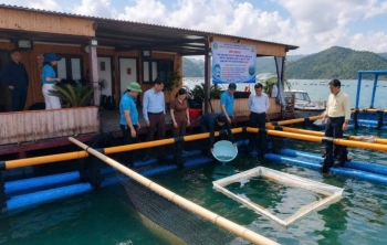 Đặc khu Vân Đồn (Quảng Ninh): Thả giống mô hình nuôi cá chim vây vàng