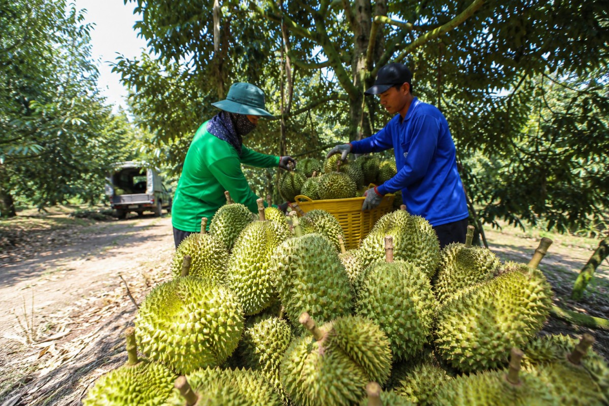 Đồng Tháp triển khai hàng loạt giải pháp thúc đẩy xuất khẩu nông, lâm, thủy sản năm 2026
