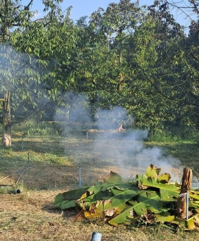 Những mặt ưu và nhược điểm của phương pháp đốt lá khô, cỏ rác