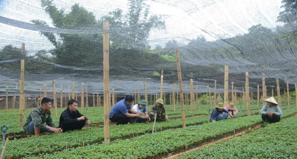 Điện Biên siết chặt quản lý chất lượng giống cà phê, mắc ca trước mùa trồng mới