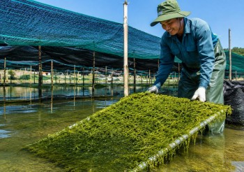“Mỏ vàng xanh” cho nông nghiệp hữu cơ và kinh tế tuần hoàn ven biển