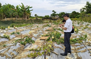 Tp. Huế: Hương An ứng dụng công nghệ, mở hướng phát triển nông nghiệp giá trị cao