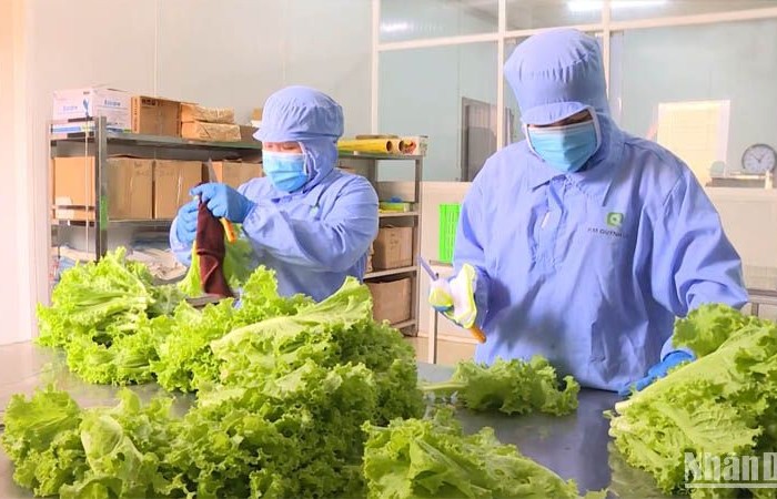 Nông nghiệp hữu cơ - Nền tảng của nông nghiệp xanh: Lý luận, thực tiễn và định hướng phát triển ở Việt Nam
