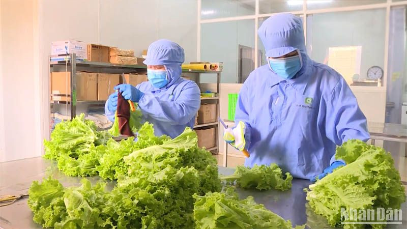 Nông nghiệp hữu cơ - Nền tảng của nông nghiệp xanh: Lý luận, thực tiễn và định hướng phát triển ở Việt Nam