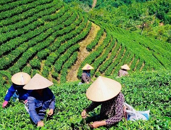 Phát triển sản xuất gắn với xây dựng thương hiệu, gia tăng giá trị sản phẩm