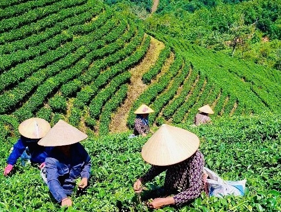 Phát triển sản xuất gắn với xây dựng thương hiệu, gia tăng giá trị sản phẩm
