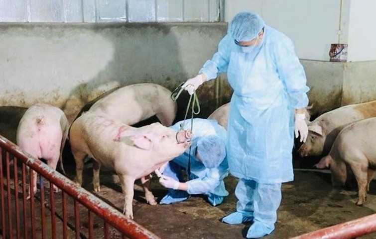 Lâm Đồng triển khai đồng bộ các giải pháp phòng, chống dịch bệnh động vật