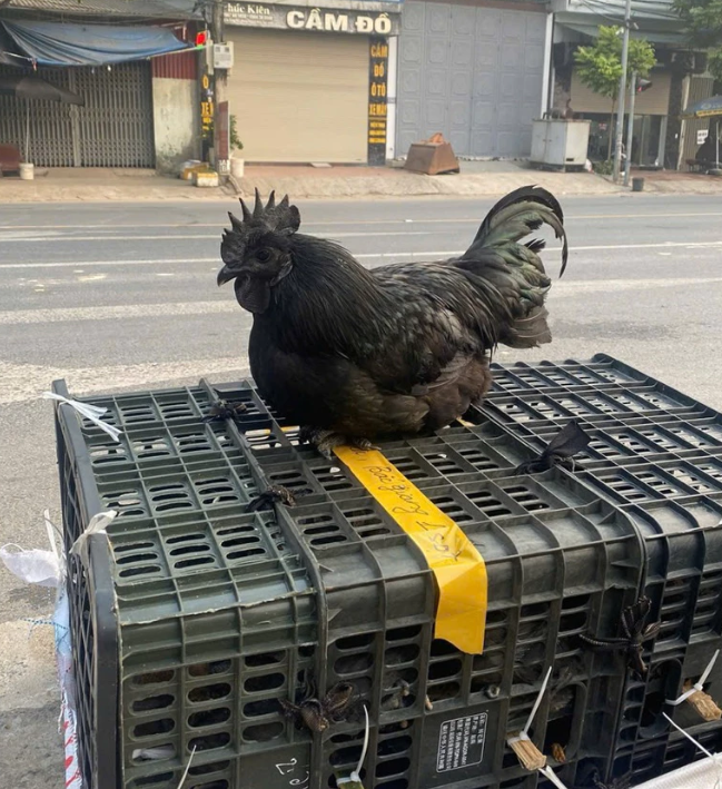 Chăn nuôi hữu cơ ở miền núi Việt Nam: Thực trạng và giải pháp phát triển