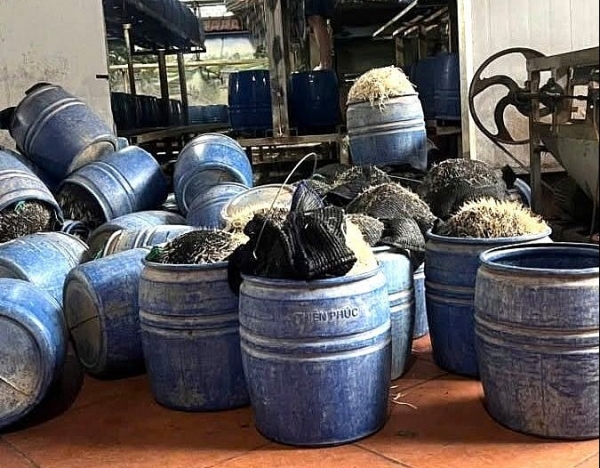 Sử dụng hóa chất cấm để sản xuất giá đỗ chủ cơ sở ở Hưng Yên bị khởi tố