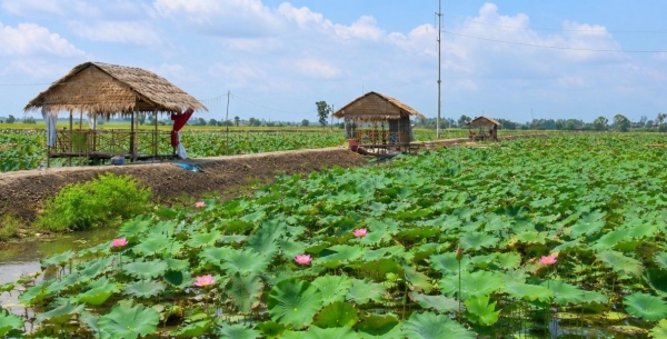 Cần chủ động hỗ trợ người dân phát triển mô hình lúa - sen kết hợp du lịch