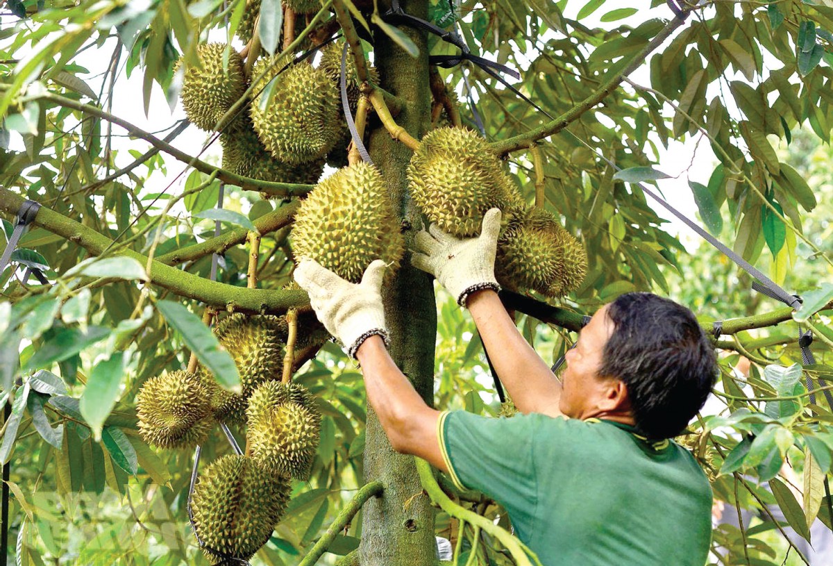Chuyển đổi số và định hướng xanh của nông nghiệp Lâm Đồng