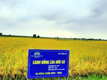 Quảng Trị: Tích tụ, tập trung đất nông nghiệp, hình thành vùng sản xuất hàng hóa quy mô lớn