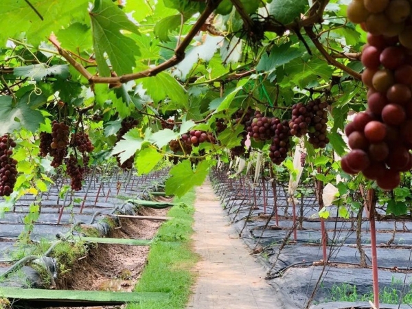 Khánh Hoà: Đẩy mạnh sản xuất nông nghiệp theo hướng bền vững, nâng cao giá trị