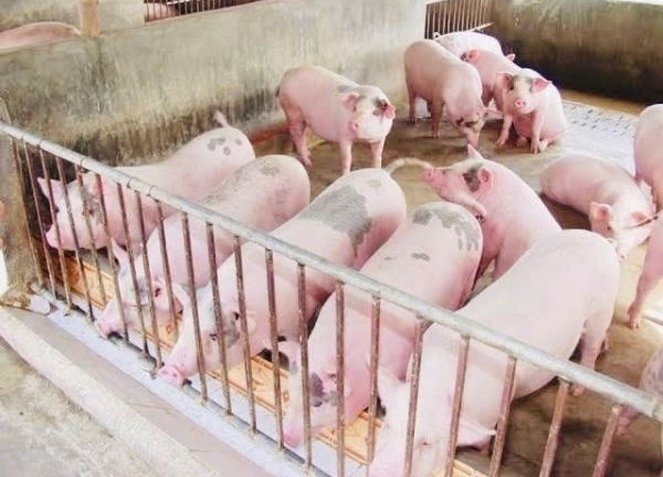 Lâm Đồng: Dịch tả lợn châu Phi xuất hiện tại xã Đức An, nguy cơ lây lan ở khu vực chăn nuôi tập trung
