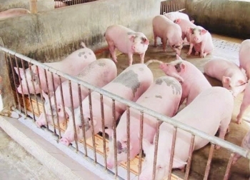 Lâm Đồng: Dịch tả lợn châu Phi xuất hiện tại xã Đức An, nguy cơ lây lan ở khu vực chăn nuôi tập trung