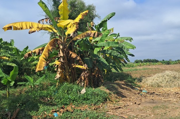 Peru thử nghiệm các giống chuối kháng bệnh Fusarium TR4