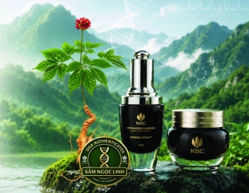Cao Sâm Việt Nam KBC và hành trình chuẩn hóa Sâm Ngọc Linh bằng khoa học
