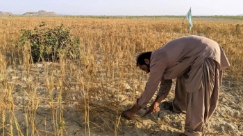 Nguồn nước suy giảm đặt nông nghiệp Pakistan trước thách thức lớn