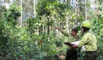Lâm Đồng khẩn trương kiểm tra 23 vị trí biến động rừng tại khu vực Đam Rông - Lâm Hà