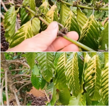 Giải pháp hữu cơ bảo vệ cà phê trước bức xạ cực tím