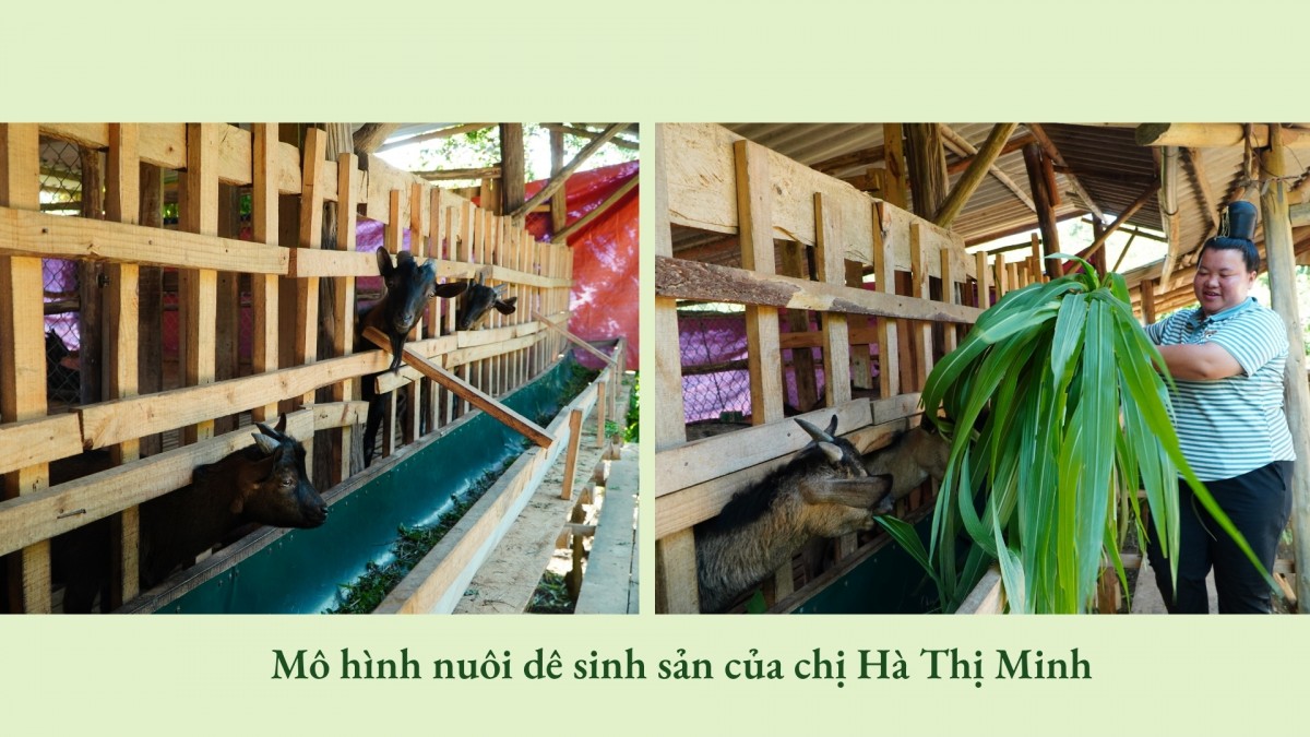 Hoa trên triền núi Hoa trên triền núi
