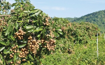 Tuyên Quang xây dựng vùng nhãn hàng hóa, nâng cao giá trị cây ăn quả