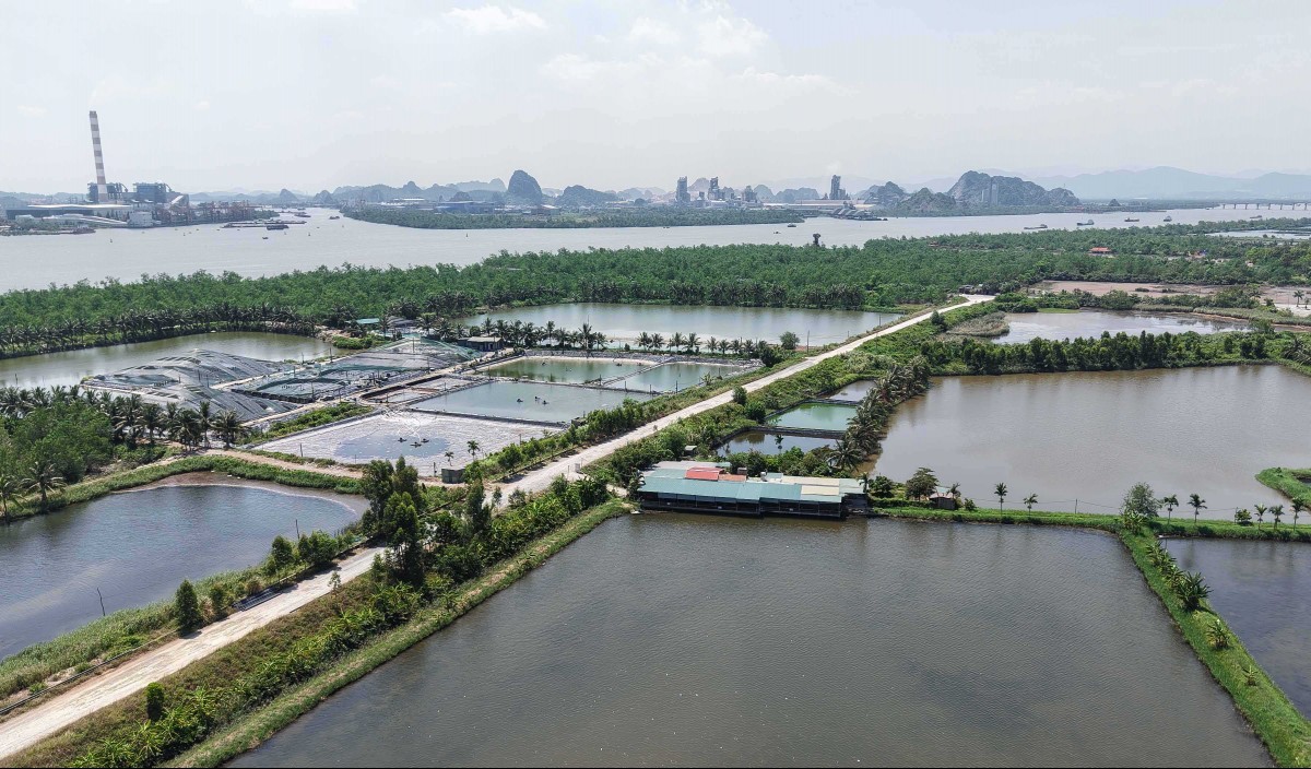 Quảng Ninh: Phường Quảng Yên yêu cầu dừng hoạt động kinh doanh nhà hàng trên đất nông nghiệp
