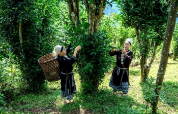 Tuyên Quang ban hành quy định mới về vùng canh tác hữu cơ