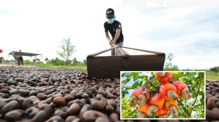 Trung Quốc mở rộng nhập khẩu cà phê, ớt và điều từ châu Phi