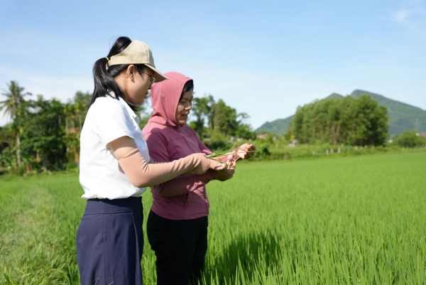 Tp. Huế: Nhiều đối tượng gây hại có xu hướng gia tăng trên cây lúa