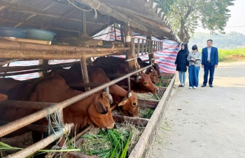 Tuyên Quang ban hành quy định mật độ chăn nuôi tối đa đến năm 2030