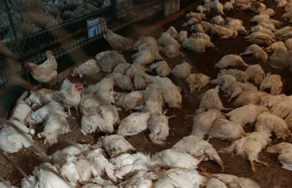 Phú Thọ: 6.000 con gà chết do sự cố điện, người dân đề nghị làm rõ trách nhiệm